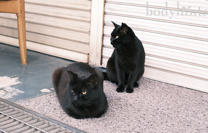黒猫は不吉?