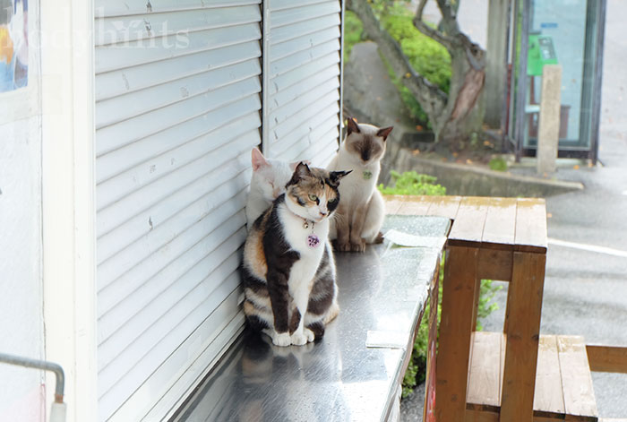 尾道の猫