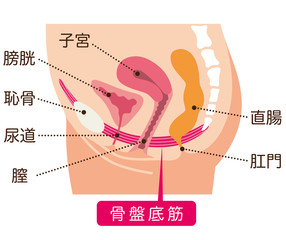 骨盤底筋群