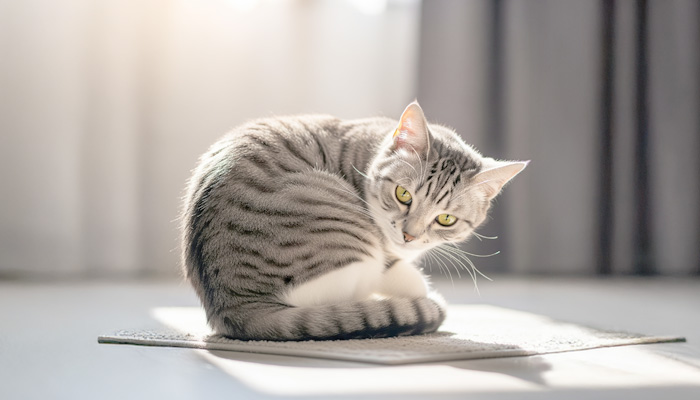 猫背矯正ブラ